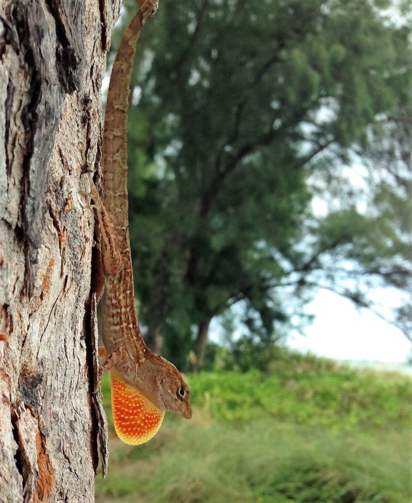 Local Lizard Seeks Female Companion- apply at third tree to the south