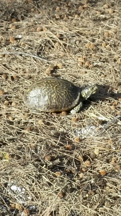 Here is our Florida Box Turtle. We've had several super suggestions for names-- Mertle the Turtle, Norm, and Foxy Boxy. 