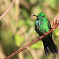 green-hummingbird-jpg