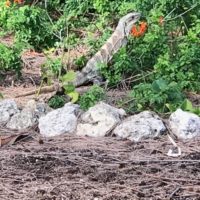 iguana-3-at-flame-vine-jpg